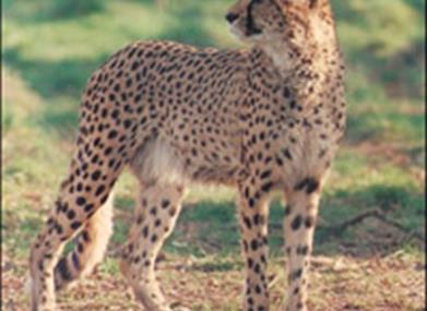 See the world's fastest animals before they disappear.