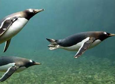 See the animals above and below the water.