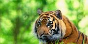 Mandy, Paignton Zoo