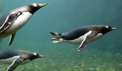 Thumbnail for Living Coasts