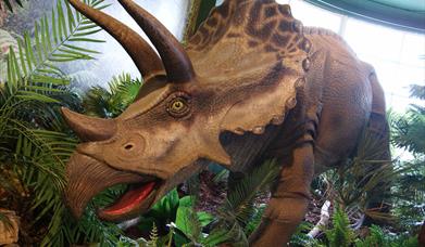 Dinosaur Fossil Hunt