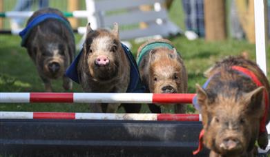 Pennywell Farm