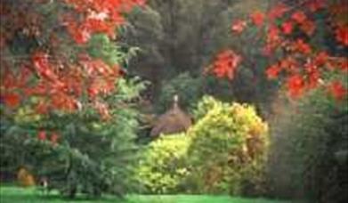 Thumbnail for Early Autumn Hedgerow Harvest