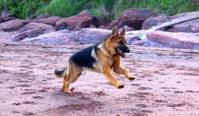 English Riviera Special Offers with Dogs!