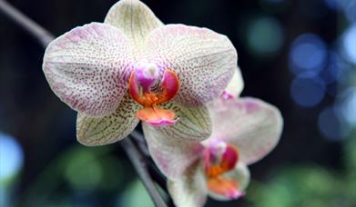 Thumbnail for Nature Inside Out Exhibition