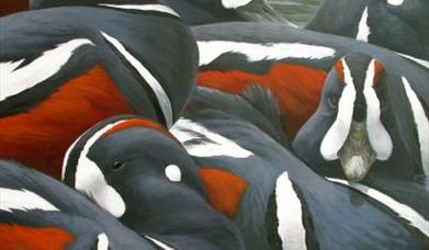 A Passion for Bird Illustration