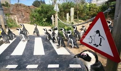 Attraction Accessibility on the English Riviera