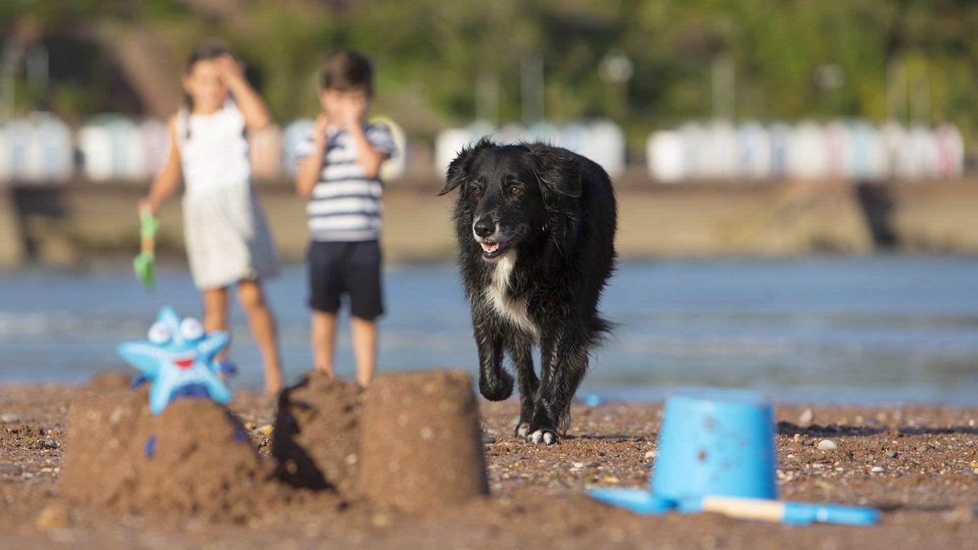 Dog Friendly Beaches Torquay Paignton Brixham English Riviera