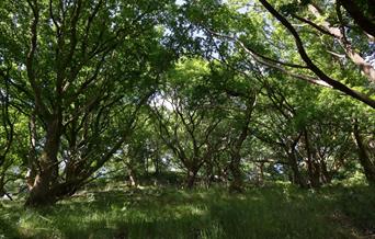 Woodlands at Berry Head Nature Reserve, Brixham, Devon