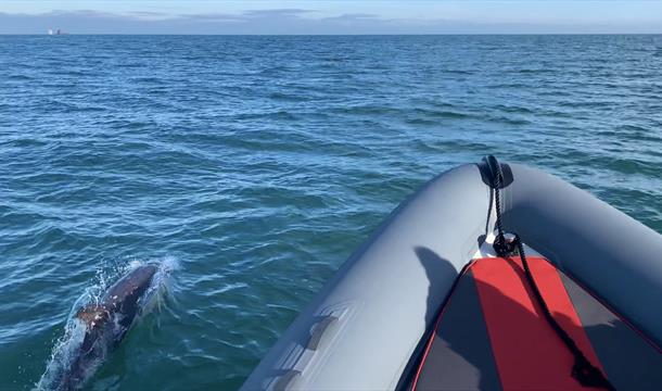 Ride next to the dolphins with Torquay Watersports