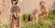 Slender tailed meerkat in sunshine, Paignton Zoo Environmental Park, Paignton, Devon