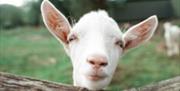 Goat at Occombe Farm, Paignton, Devon