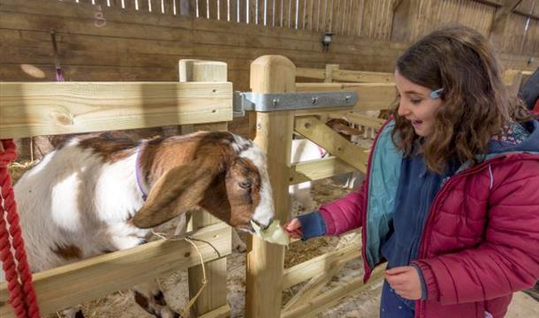 Occombe Goat, Occombe Farm, Paignton, Devon