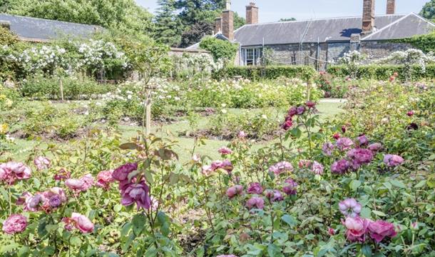 Tudor Rose Garden, Cockington, Torquay, Devon